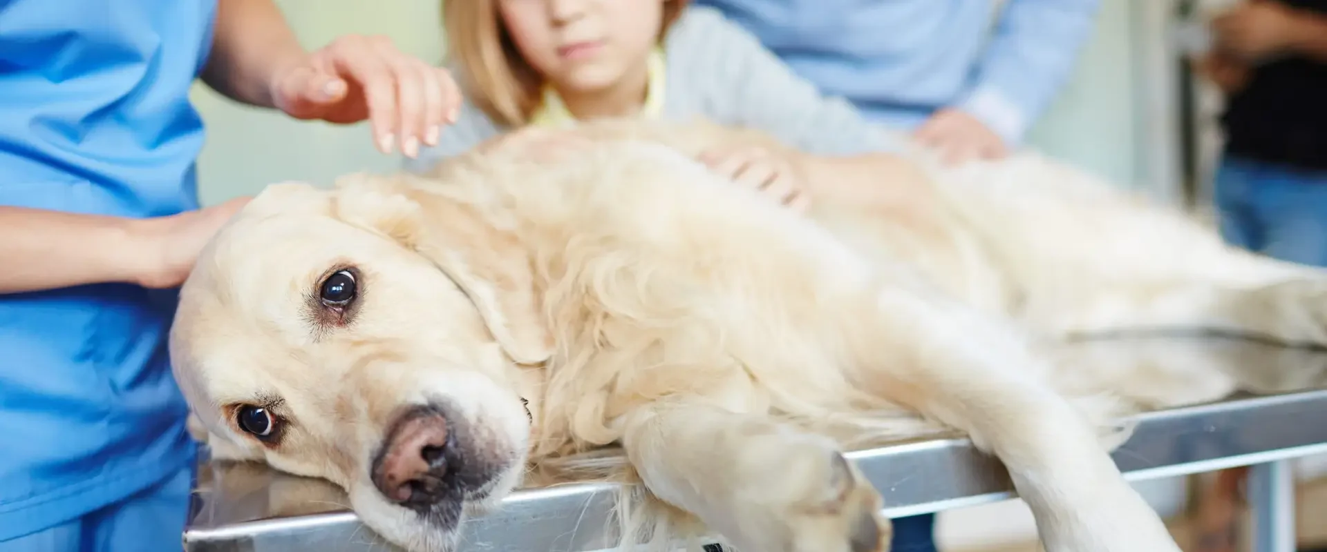 Ill dog lying on medical table before checkup in vet clinic